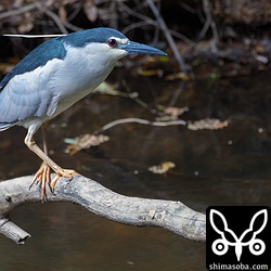 ゴイサギは、池のほとりで獲物を狙っていた。
