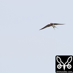 ツバメ、リュウキュウツバメはたくさんいた。