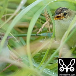 運んできた獲物はまたカマキリの幼虫。