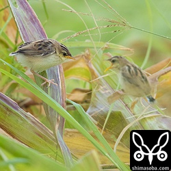 セッカのヒナ2羽。