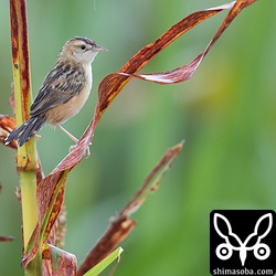 セッカ親鳥。小雨が降っていましたがせっせと子育て。