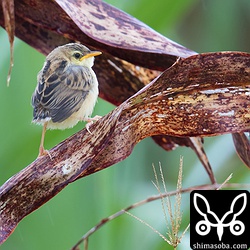 トウモロコシの葉に止まりました。