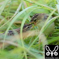 草むらの中で餌をもらうセッカのヒナ。
