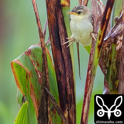 セッカのヒナ。ヒナのころから「セッカ立ち」。