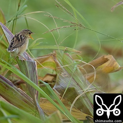 右下の親鳥に餌をねだるが、すでにほかのヒナに餌を与えてしまった。