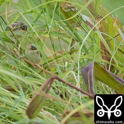 セッカのヒナが3羽写っています。