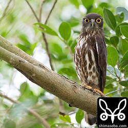 アオバズクのオス。体を細くし、半身の構えを見せているので警戒しています。^^;