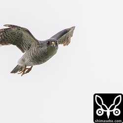 4日前に撮影した別の場所のツミの若いオス。