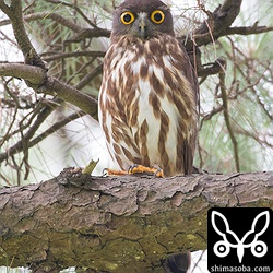 こちらは4日前に撮影した別の場所のアオバズク。すでに抱卵に入っている。