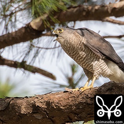 餌乞い鳴きでオスを呼ぶツミのメス。オスも現れましたが、一瞬だったので撮影には至らず。