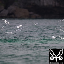漁港内にもエリグロアジサシとベニアジサシ。