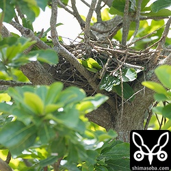 こちらがこのペアの巣。珍しくコバテイシに作りました。