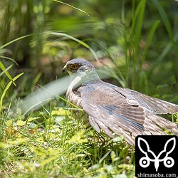 成鳥羽に変わりつつあるのが確認できますね。