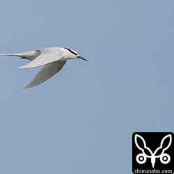 エリグロアジサシ。ベニアジサシは、あまり近くを飛んでくれませんでした。
