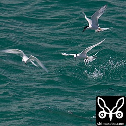 エリグロアジサシとベニアジサシ。こちらは水中の魚が3匹見えます。