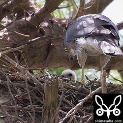 こちらは先日、 `巣材運びを確認したペア <https://shimasoba.com/blog/1045/>`_ ですが、もうヒナが孵っていた。