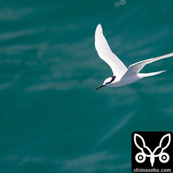 夏の日差しの中、エメラルドグリーンの海に映えるエリグロアジサシ。