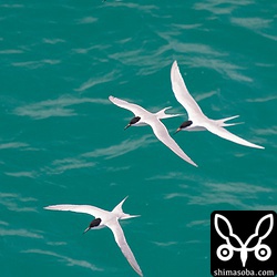 青い海の上を飛ぶベニアジサシの群れ。