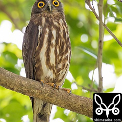 巣の中からヒナがゴソゴソを動いたり羽ばたきの練習をしたりする音が聞こえ、じっと巣の入り口を見つめるアオバズク。このアオバズクは、手を伸ばせば届きそうなところにいつも止まっています。