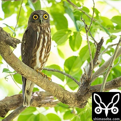 暑い日差しを避けて、木陰で休みながら営巣木を見守るオス。