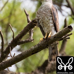 オスは目が合っていると攻撃してきませんが、後ろから来るときはメスよりもギリギリを狙ってきます。振り向きざまにツミの鋭い爪が目の前にあったときは肝を冷やした…。^^;