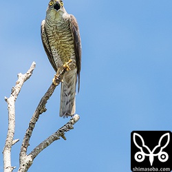 怒りの雄叫びをあげるツミのメス。