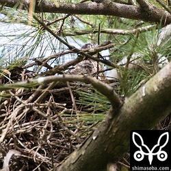 巣の写真は恐ろしくて数枚だけ。大きくなったヒナがいる模様。中央に写っています。