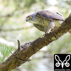 緊急発進態勢のツミのメス。