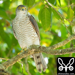 ツミのメス。メスのが警戒心が弱いので、見慣れた姿ですね。