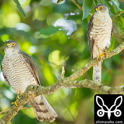 ツミのメス(左)とオス。ツミのペアがきれいに並ぶところはなかなか写真に収めることができないので嬉しい一枚になりました。こうやって並ぶとオスの小ささが際立ちますね。久しぶりのロクヨン手持ちは重かったー。^^;