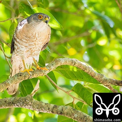 ツミのオス。赤い目や褐色がかった胸が美しいです。