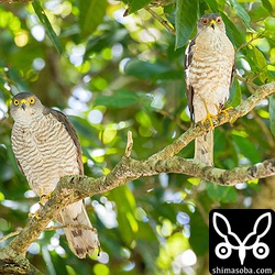 上と同じようなカットですが、上はロクヨンで撮影、これは100-400mmで撮影。やはり背景のボケ方がずいぶん違うな。