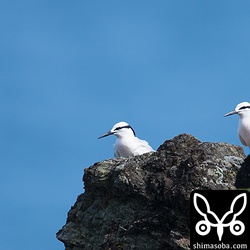 こちらもペアの様子。