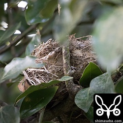 2週間前に見つけた、こちらのヒヨドリは、巣立っていました。