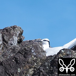 ことしは、渡りも繁殖も少し遅れているようですが、抱卵している個体もいました。