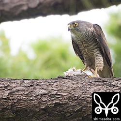 ツミのメス。足に獲物を握っている。ヒヨドリのようです。