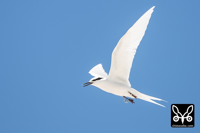 エリグロアジサシ