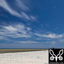 調査風景。鳥獣保護員の方が細心の注意を払いながら営巣の数や進行状況を調べます。