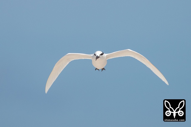 エリグロアジサシ