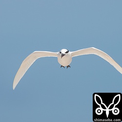 エリグロアジサシが様子をうかがいにやってきた。