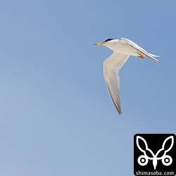 コアジサシは数えるほどしかいなかった。