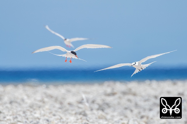 エリグロアジサシ