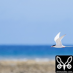 水平線を飛ぶ、ベニアジサシ。