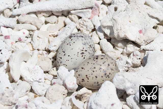 エリグロアジサシ