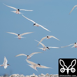 巣に戻るベニアジサシ。水浴び場と巣を往復している光景も目にしました。