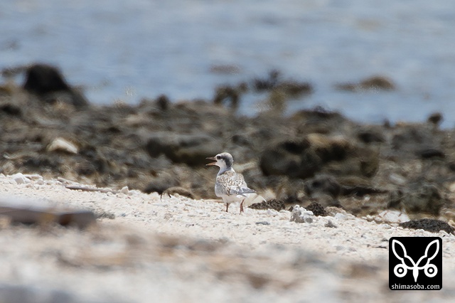 エリグロアジサシ