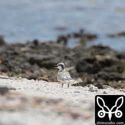 遠くにエリグロアジサシのヒナがいた。まだ上手く飛べないようでしたが歩くスピードは速かった。^^