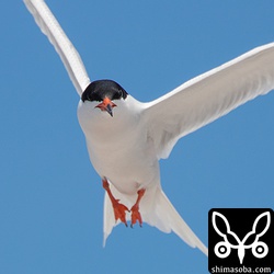 ベニアジサシのアップ。