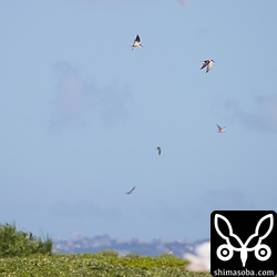 遠くには、マミジロアジサシが群れで舞っていた。