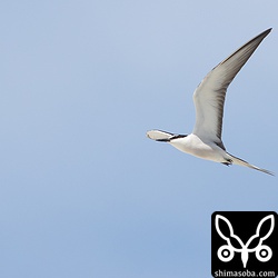近くを飛んでくれた。初見のマミジロアジサシの大きさに驚いた。